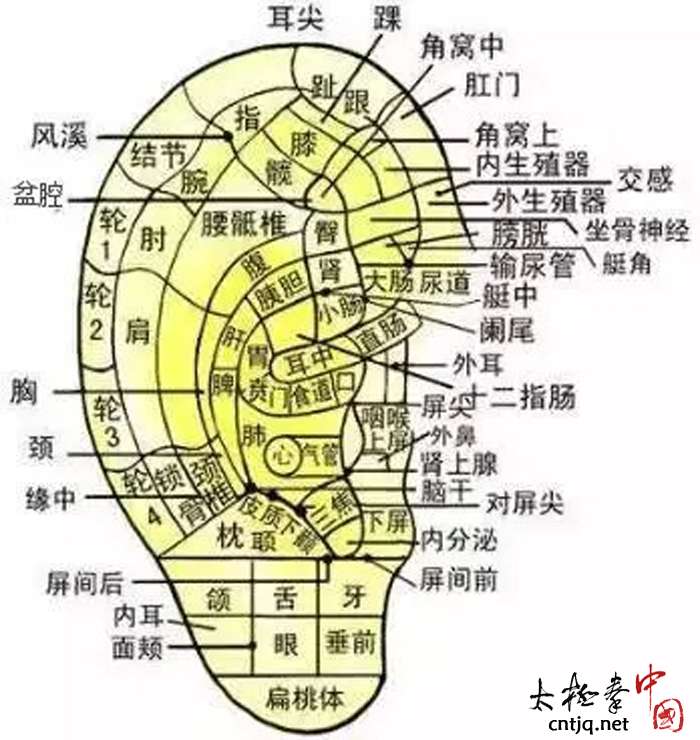 按耳窝用食指分别按压左右外耳道开口边的凹陷处.