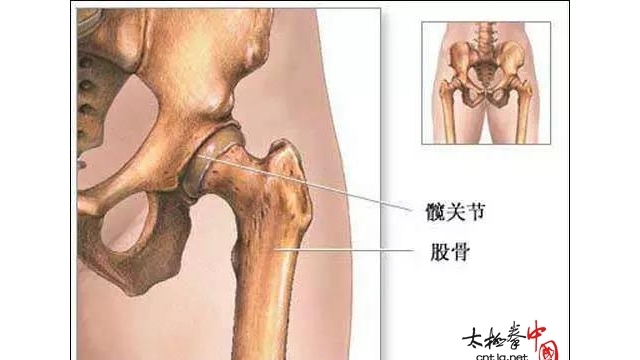 练太极拳髋关节的运用