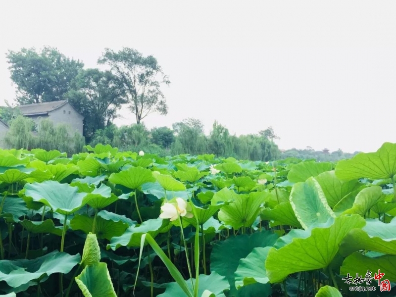 太极拳名师李彦斌——七月丹凤传拳纪实